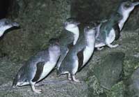 Oamaru Blue Penguin Colony, Otago, New Zealand