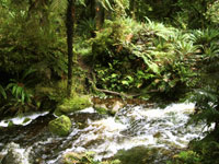 Rakiura National Park, Southland, New Zealand