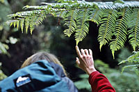 Image Source: Tourism New Zealand. Tree Fern, Stewart Island, Southland, New Zealand