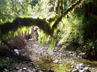 Rimutaka Forest Park, Wairarapa, New Zealand