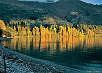 Image Source: Tourism New Zealand. Roy's Bay, Wanaka, New Zealand