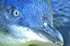 Blue Penguin Tours, Dunedin