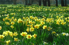 Taniwha Daffodils 
