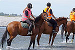 ARION HORSE TREKKING - Christchurch