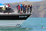 The Black Cat Cruises boat on Akaroa Harbour