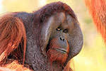 The orang-utan at Orana Wildlife Park