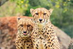 Cheetahs at Hamilton Zoo