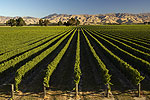 Vineyards in sunny Marlborough
