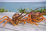 Crayfish caught in Kaikoura