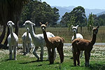 Image for WILD WOOL GALLERY - Manapouri, Fiordland