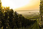 Image for WINE VENTURES - Auckland