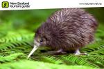 - Images from NZ - Kiwi