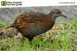 - Images from NZ - Weka